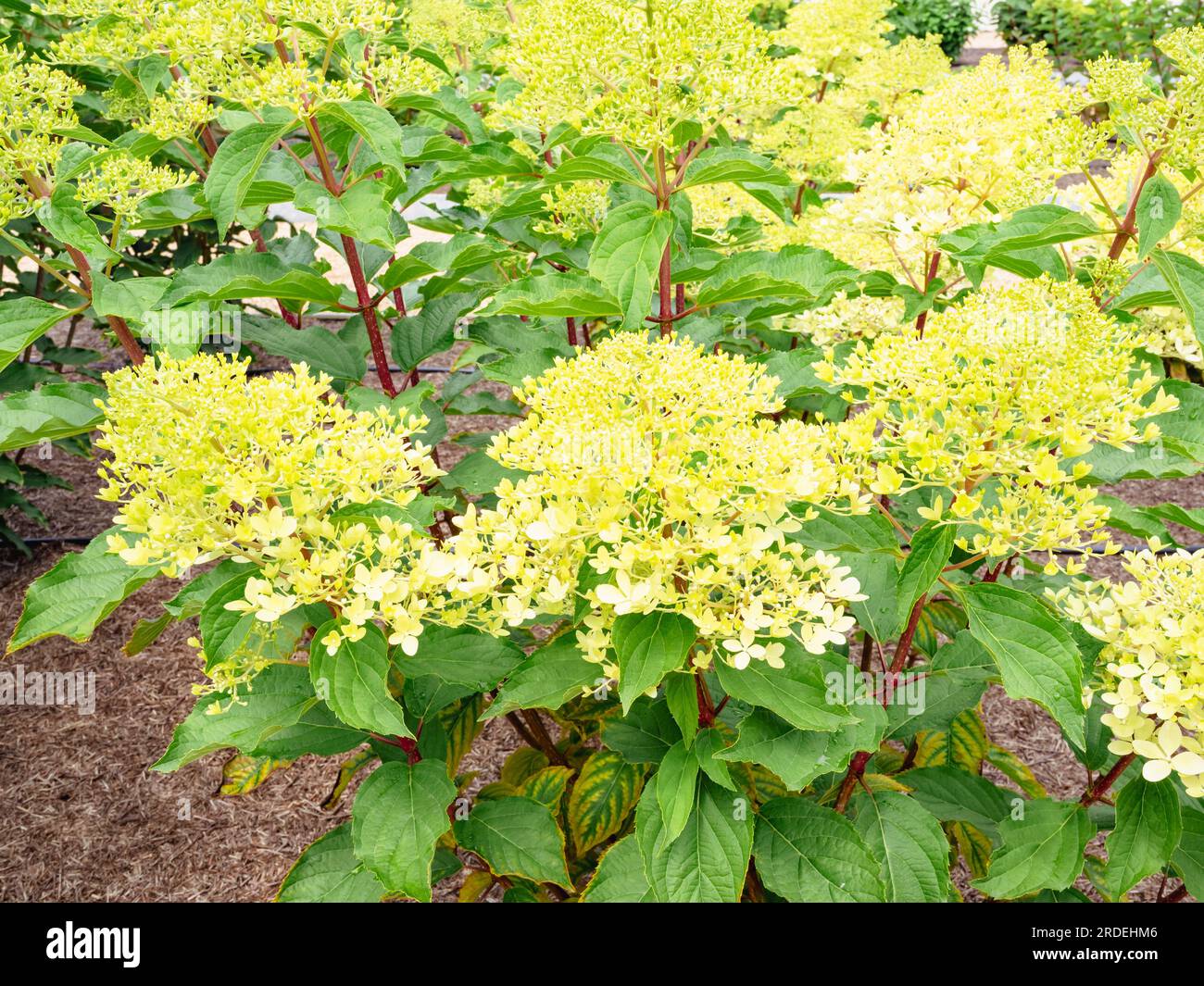 Hydrangea paniculata 'fantasma' Foto Stock