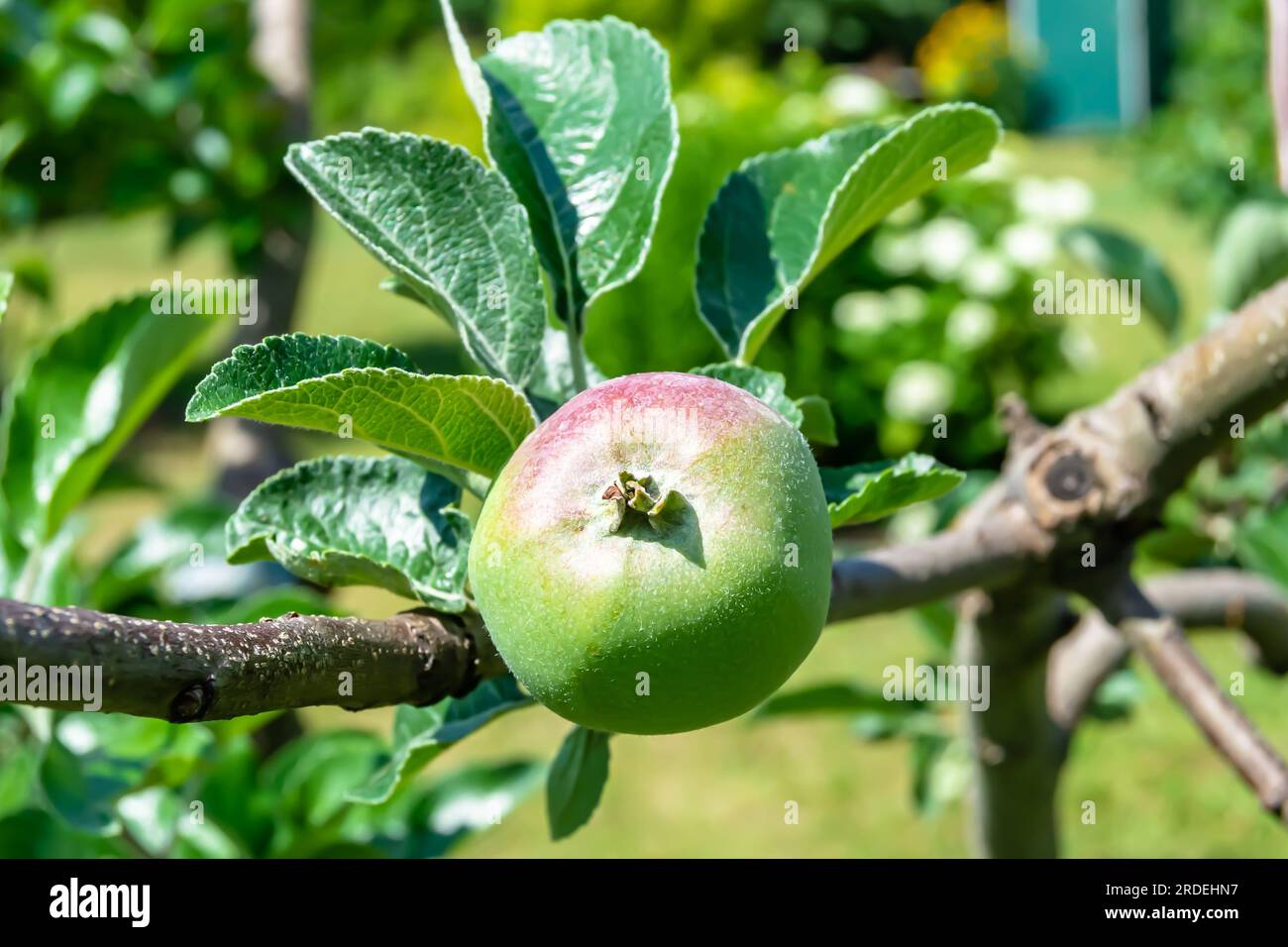 Fotografia a tema bellissimo albero di mela di ramo di frutta con foglie naturali sotto il cielo pulito, foto che consiste di albero di mela di ramo di frutta all'aperto in RU Foto Stock