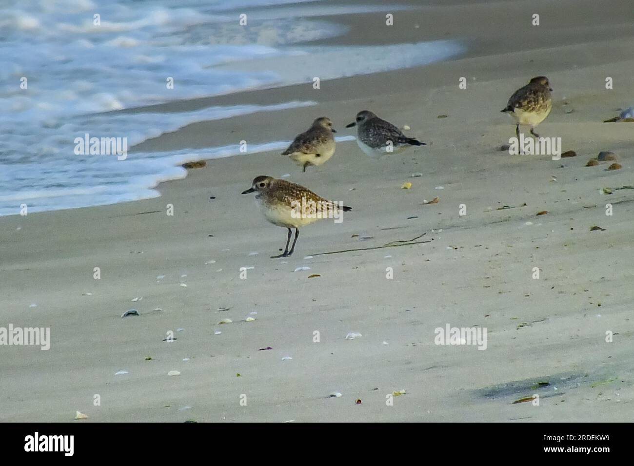 Serenity costiero: Grazioso Grey Plover tra gli uccelli della spiaggia Foto Stock