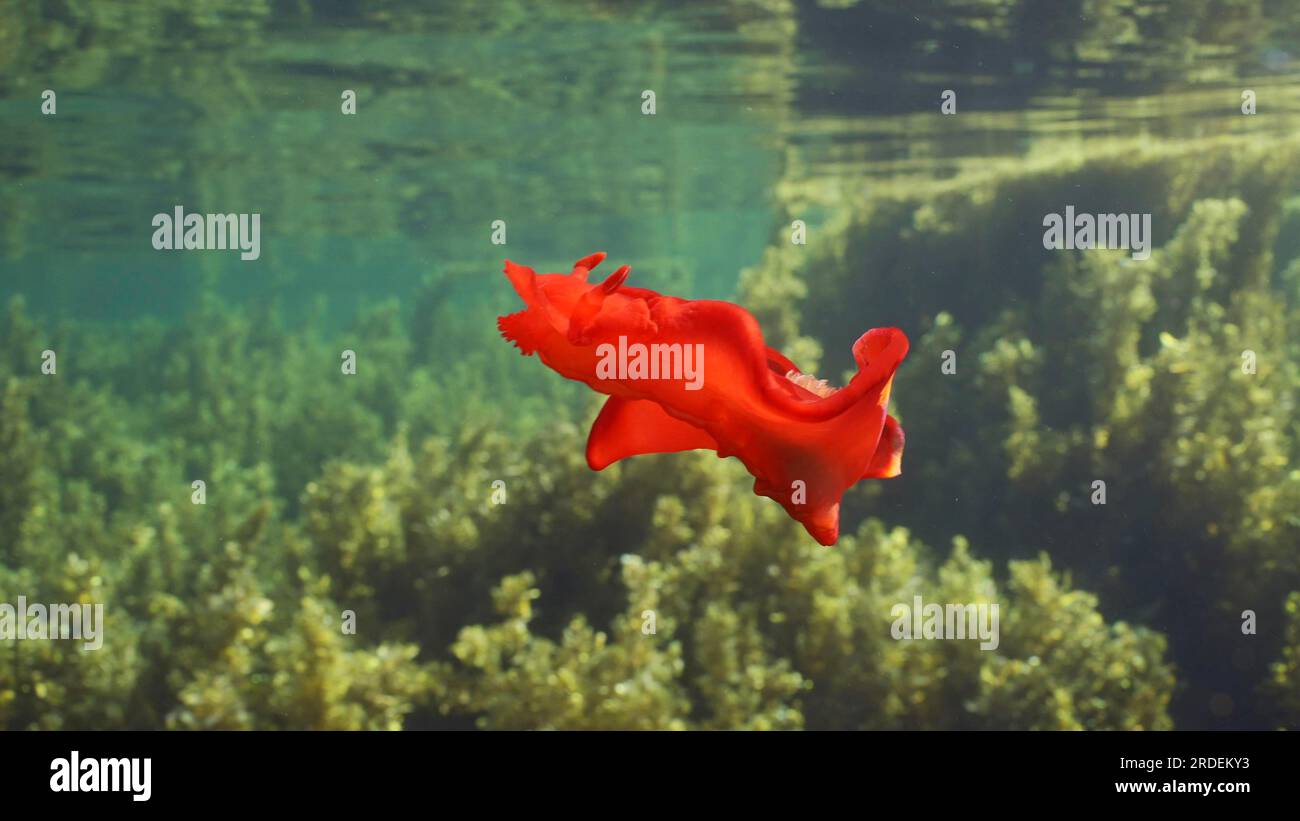 Balli di fango di mare rosso brillante nuotano sopra i boschetti di alghe marine Brown Sargassum. Ballerino spagnolo (Hexabranchus sanguineus) Nudibranch nuota sopra il letto di una spiaggia Foto Stock