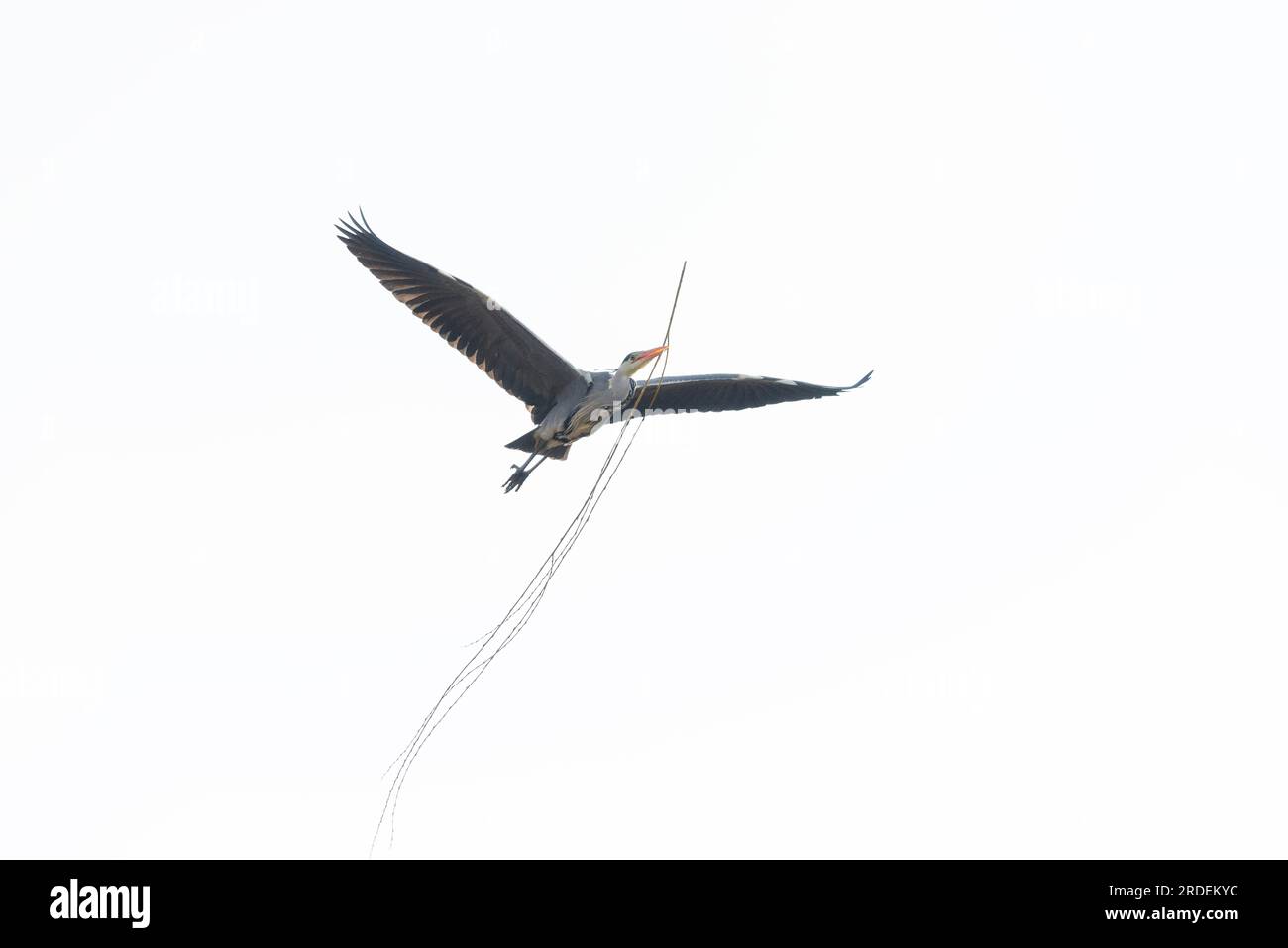 L’airone grigio (Ardea cinerea) trasporta materiale di nidificazione, Highkey Image, Aggeraue, Wahner Heide, Renania settentrionale-Vestfalia, Germania Foto Stock