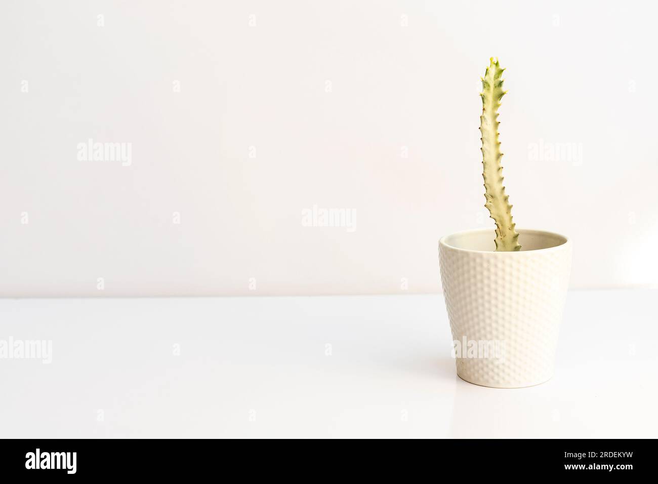 Candelabro bianco fantasma pianta di Euphorbia lactea isolata su uno sfondo bianco Foto Stock