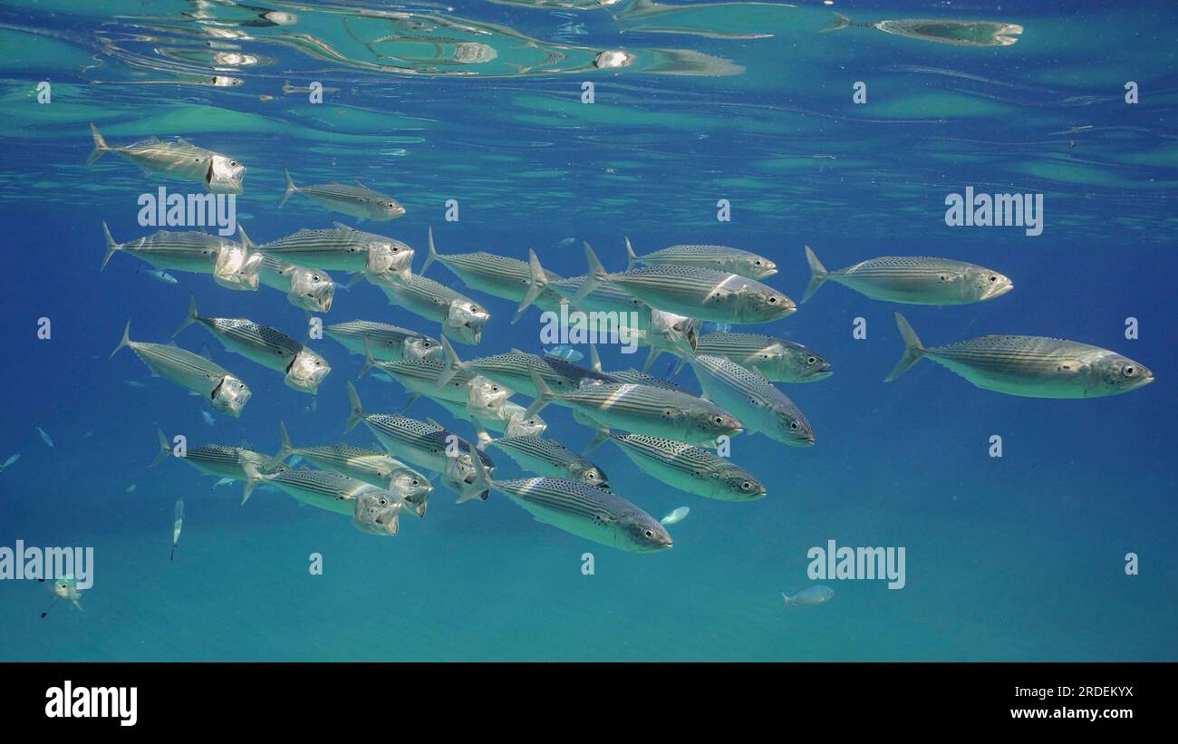 Gruppo di pesci sgombri a bocca aperta nuotano sotto la superficie in acque blu. Branco di sgombro indiano (Rastrelliger kanagurta) nuota con ariete a bocca aperta Foto Stock