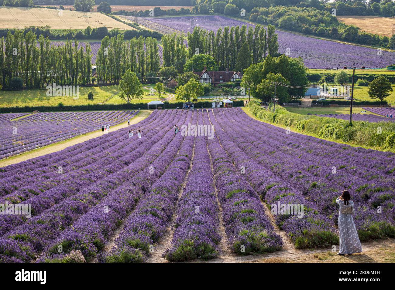 Campi di lavanda della fattoria Castle annidati negli idilliaci pendii del Kent vicino a Shoreham, Inghilterra sud-orientale, Regno Unito Foto Stock