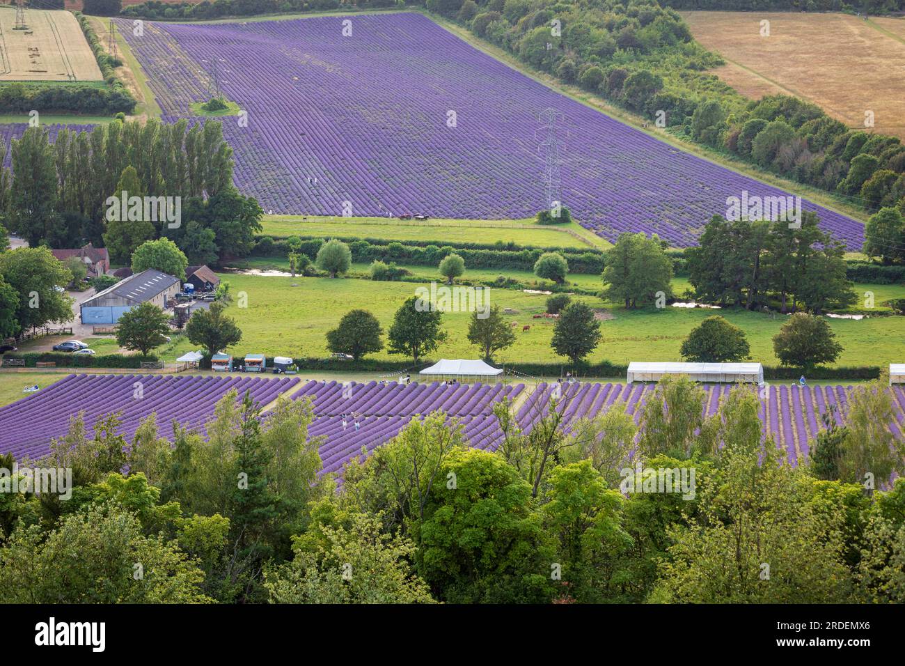 Campi di lavanda della fattoria Castle annidati negli idilliaci pendii del Kent vicino a Shoreham, Inghilterra sud-orientale, Regno Unito Foto Stock