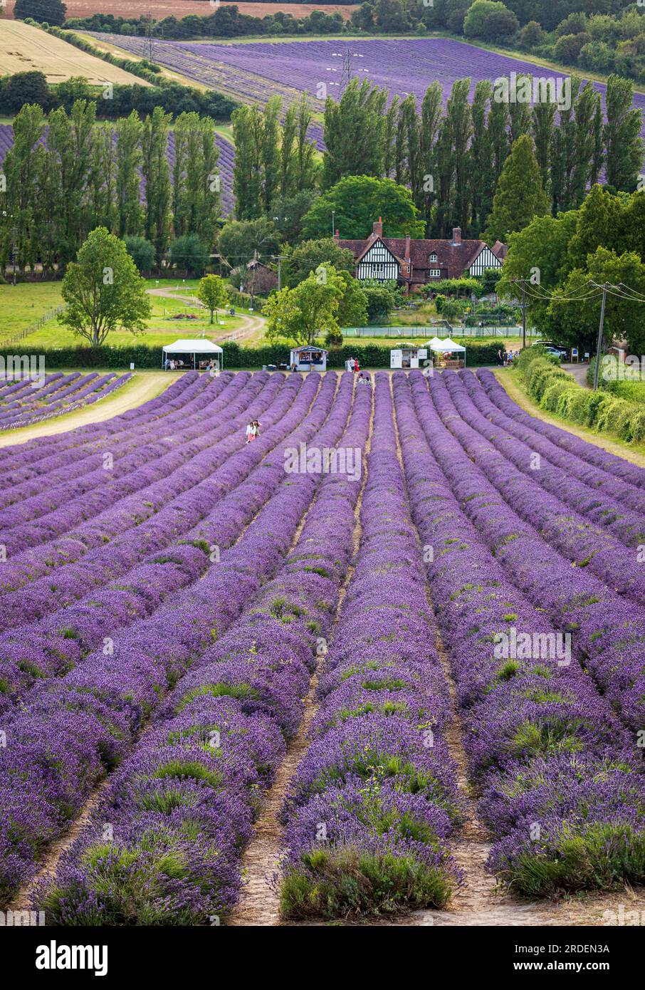 Campi di lavanda della fattoria Castle annidati negli idilliaci pendii del Kent vicino a Shoreham, Inghilterra sud-orientale, Regno Unito Foto Stock