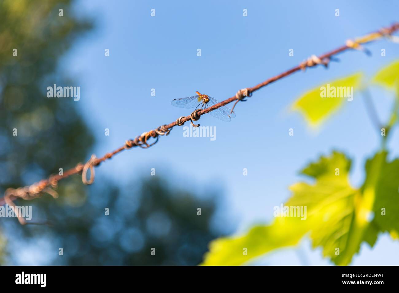 Dragonfly arroccato su un filo sotto un cielo blu Foto Stock