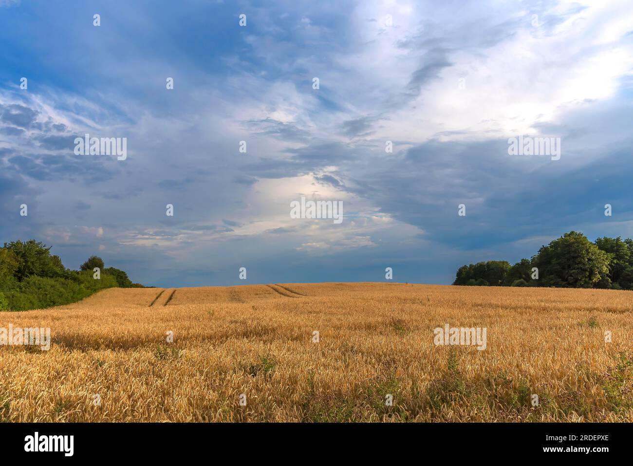 Barley maturi (Hordeum vulgare) con cielo nuvoloso, Meclemburgo-Pomerania occidentale, Germania Foto Stock