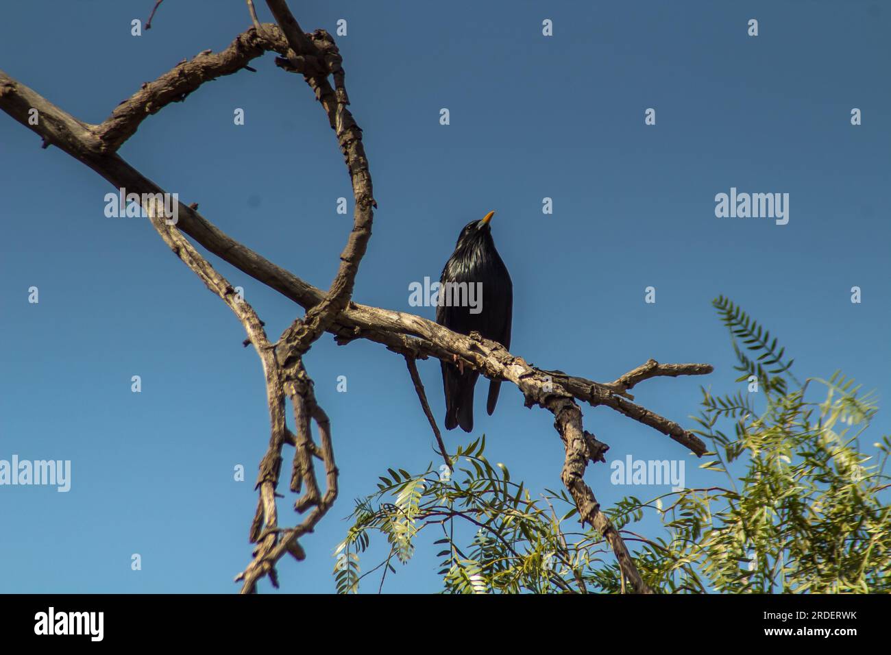 Volanti scintillanti: Uccelli Starling immacolati che si librano sopra il lussureggiante baldacchino Foto Stock