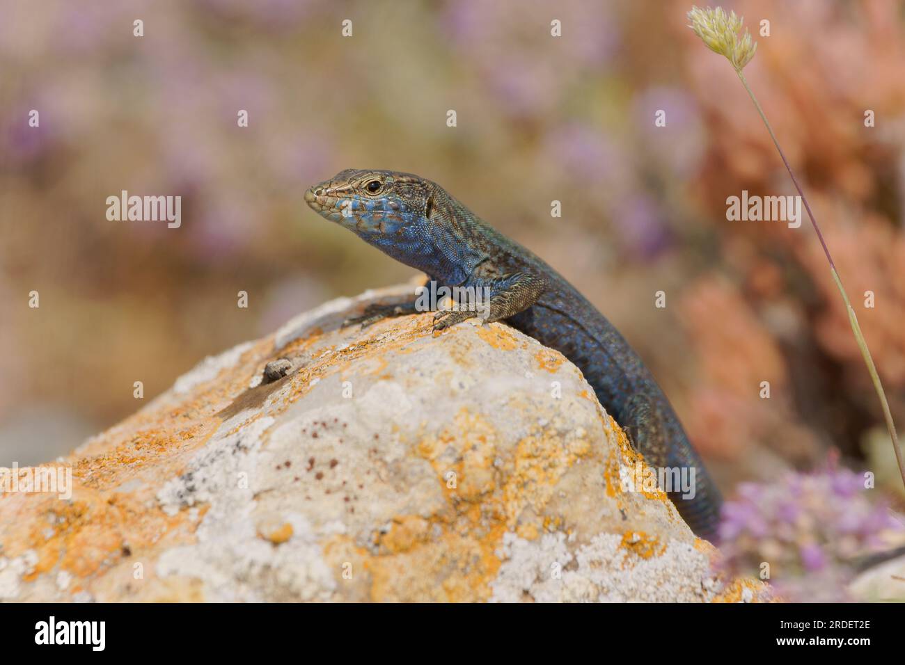 "Sargantana (Podarcis lilfordi).Cabrera.Parque nacional maritimo terrestre de Cabrera.Baleares, spagna Foto Stock