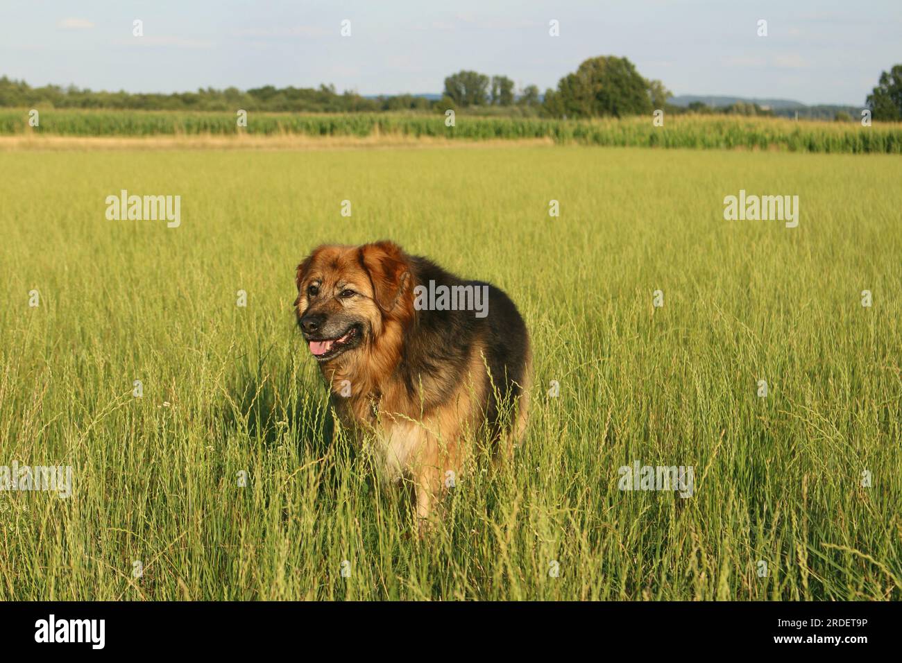 Il mio cane nel verde Foto Stock