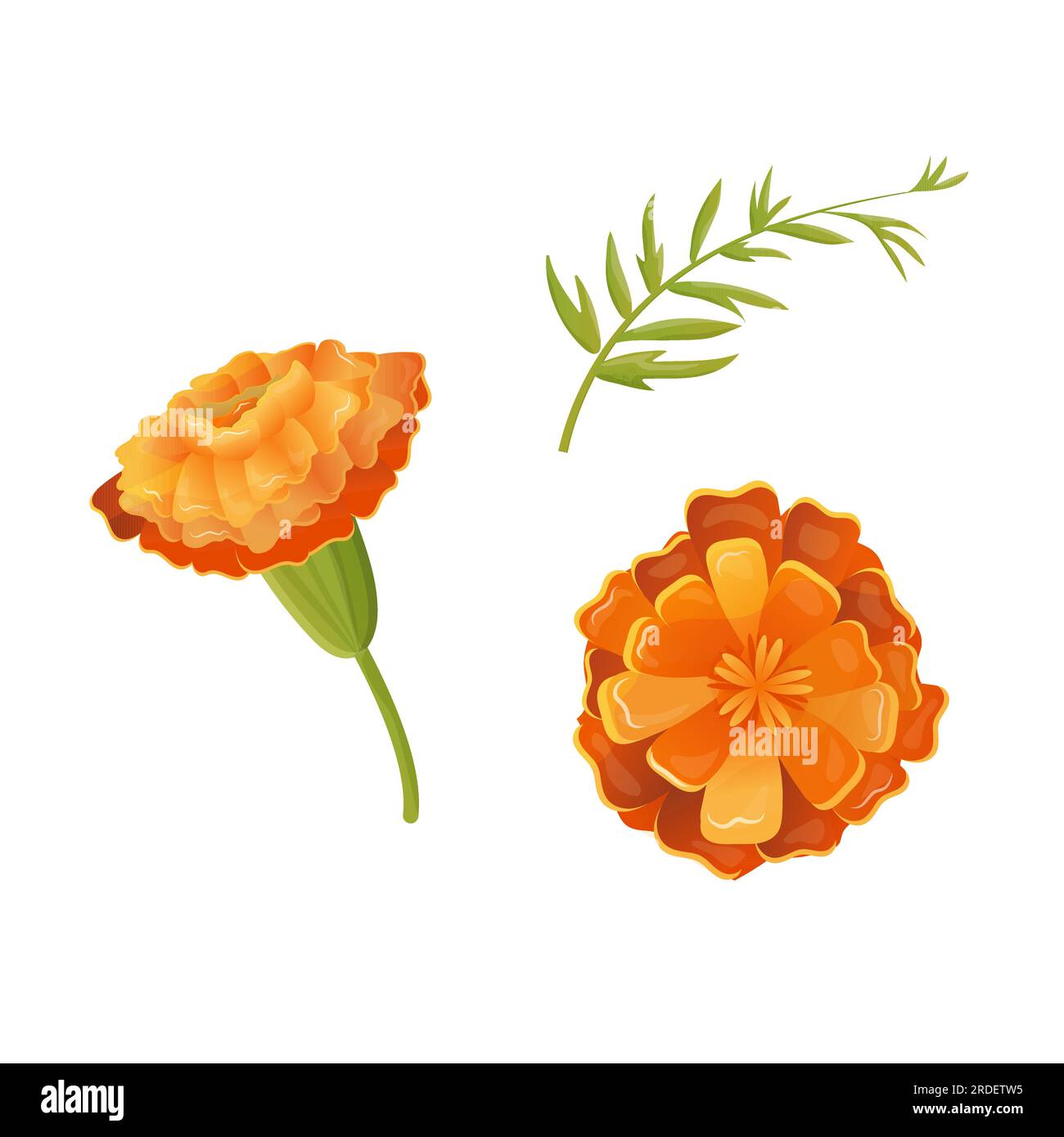 clip art fiori calendula bocciolo illustrazione vettoriale sfondo isolato Illustrazione Vettoriale