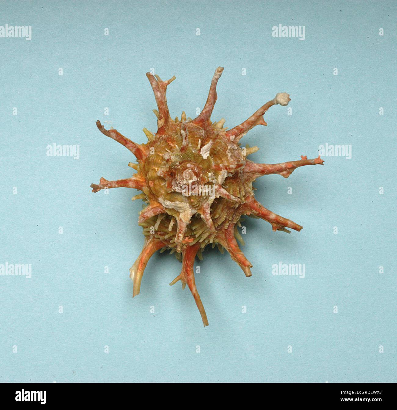 Angaria vicdani, Angariidae Foto Stock