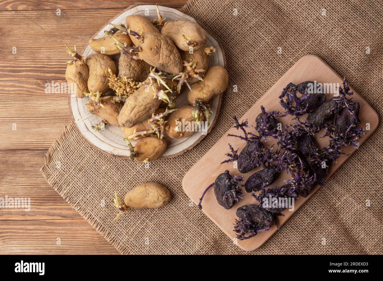 Set di patate gialle e viola con germogli su un tavolo di legno. Patate germogliate. I germogli sono il risultato della trasformazione dell'amido immagazzinato Foto Stock