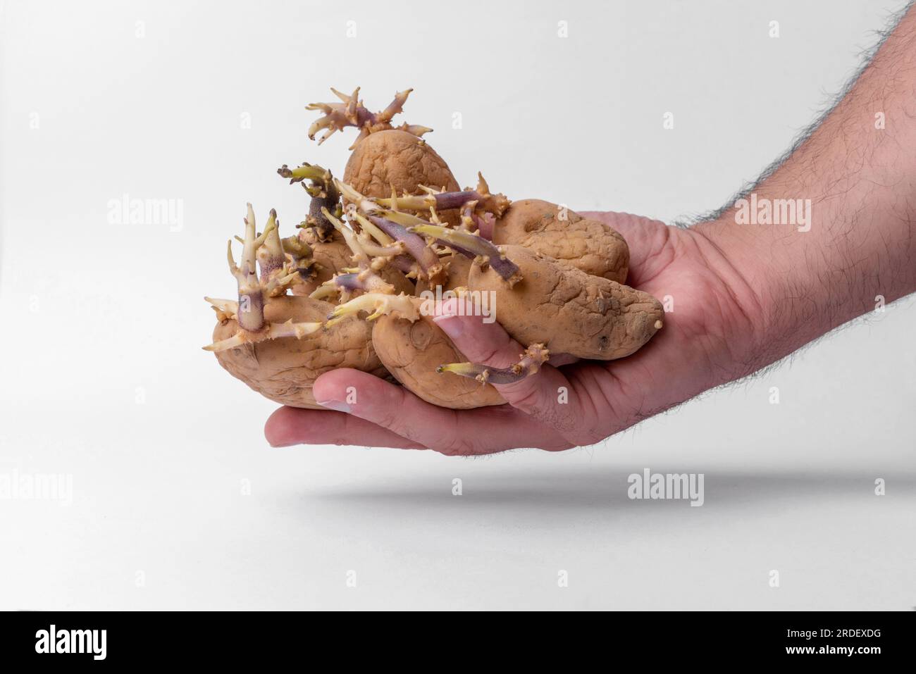 Mano di un contadino che mostra un set di patate gialle germogliate. Patate con germogli non adatte al consumo Foto Stock