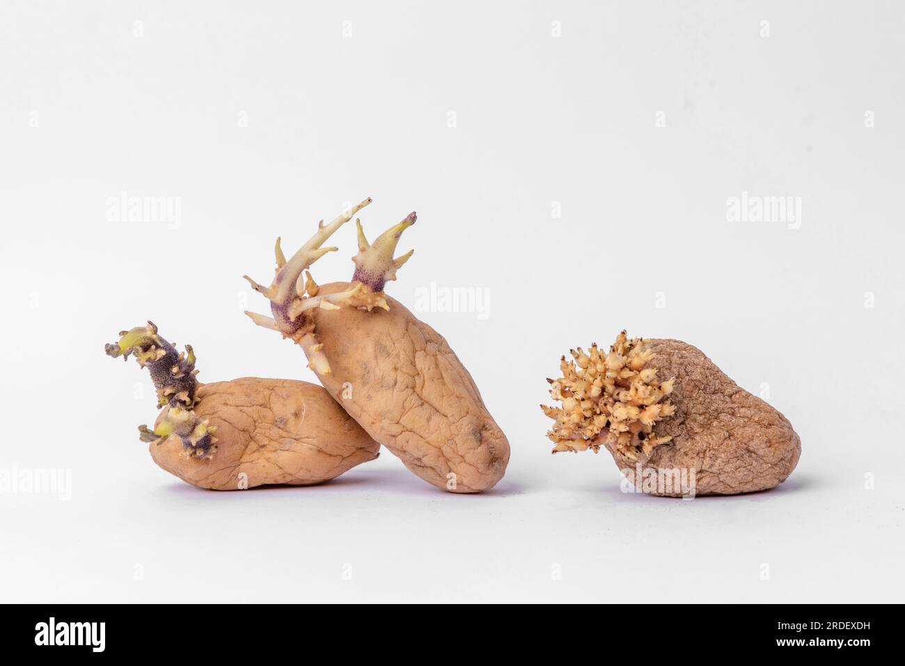 Patate gialle con germogli su sfondo bianco. Patate germogliate. Non sono tossici o velenosi, ma è meglio non consumarli Foto Stock