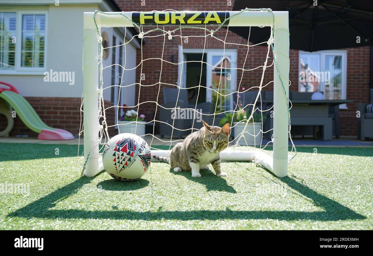Dave il gatto, nella foto nella sua nuova casa. L'improbabile mascotte inglese della Coppa del mondo guarderà ora le Lionesse dalla sua eterna casa mentre Dave the Cat si stabilisce nel suo nuovo ambiente. Anche se il calcio potrebbe non essere tornato a casa dal Qatar, il gatto randagio Dave lo fece dopo che il felino amichevole divenne un favorito fisso della squadra mentre vagava liberamente per la base di allenamento inglese di al Wakrah. Nonostante la loro uscita nei quarti di finale per mano della Francia, a Dave è stata ancora data la possibilità di viaggiare nel Regno Unito e alla fine è stato reintegrato dal manager delle operazioni dei media della Football Association, Anna Bush e la sua famiglia. ISS Foto Stock