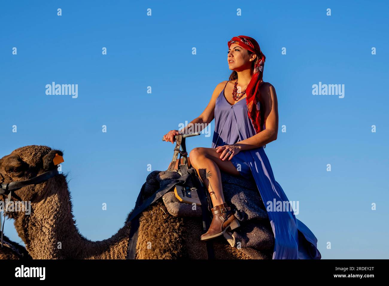 Un bel modello guida un cammello attraverso il deserto del Sahara in Marocco Foto Stock