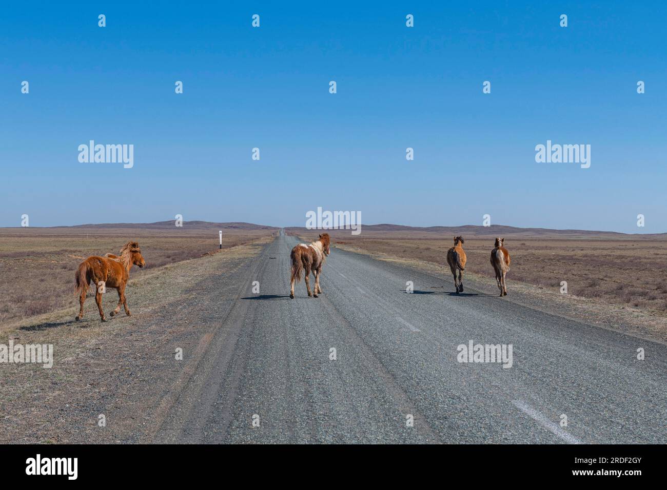 Enormi mandrie di cavalli nel Kazakistan orientale Foto Stock