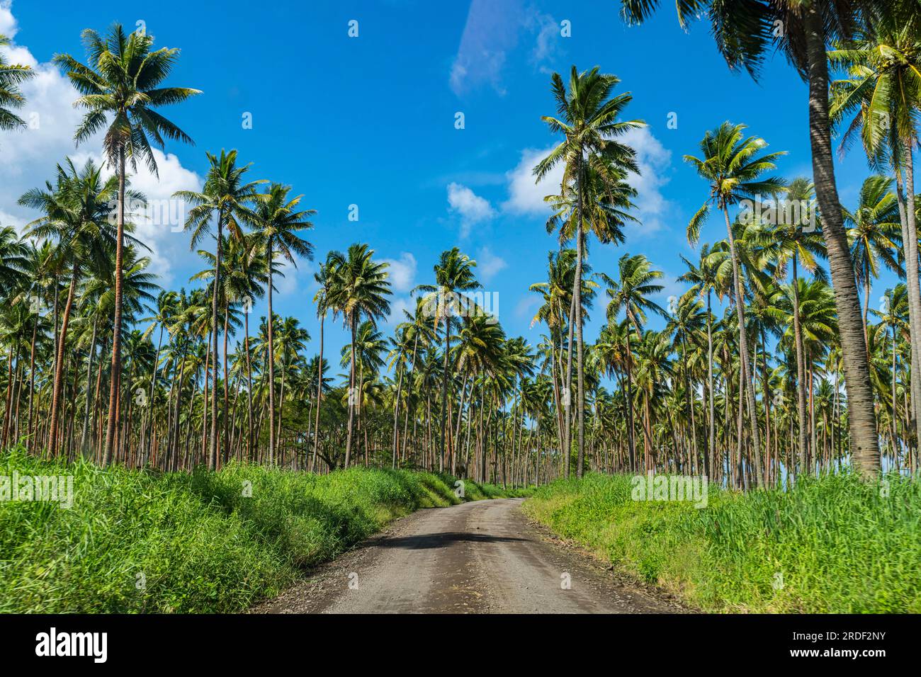 Palmeto sulla costa meridionale di Taveuni, Figi, Pacifico meridionale Foto Stock