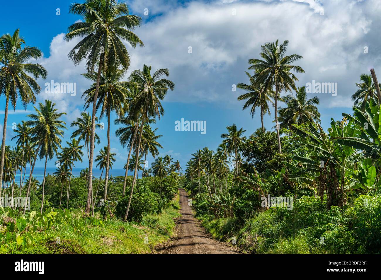 Palmeto sulla costa meridionale di Taveuni, Figi, Pacifico meridionale Foto Stock
