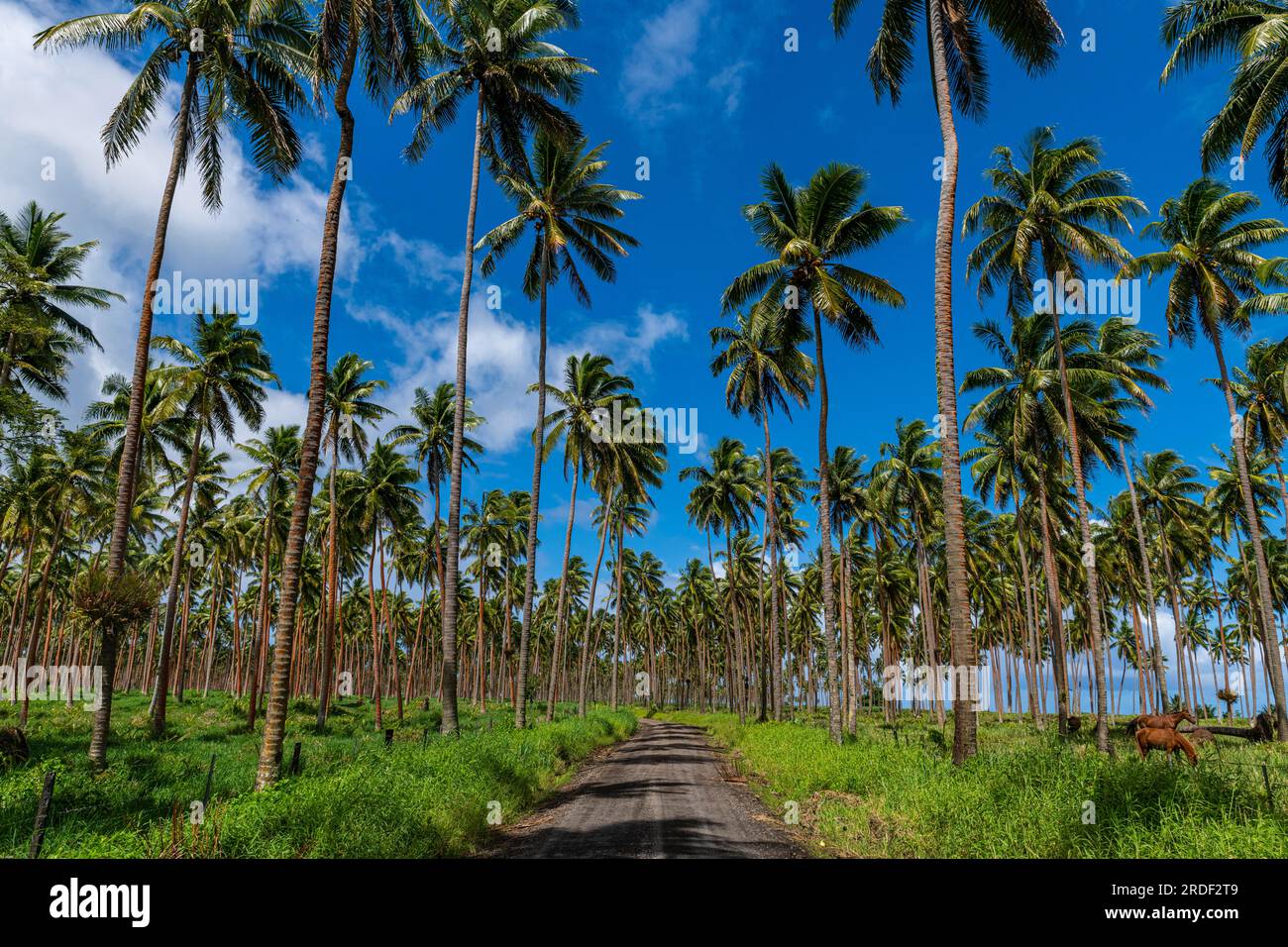 Palmeto sulla costa meridionale di Taveuni, Figi, Pacifico meridionale, Oceania Foto Stock