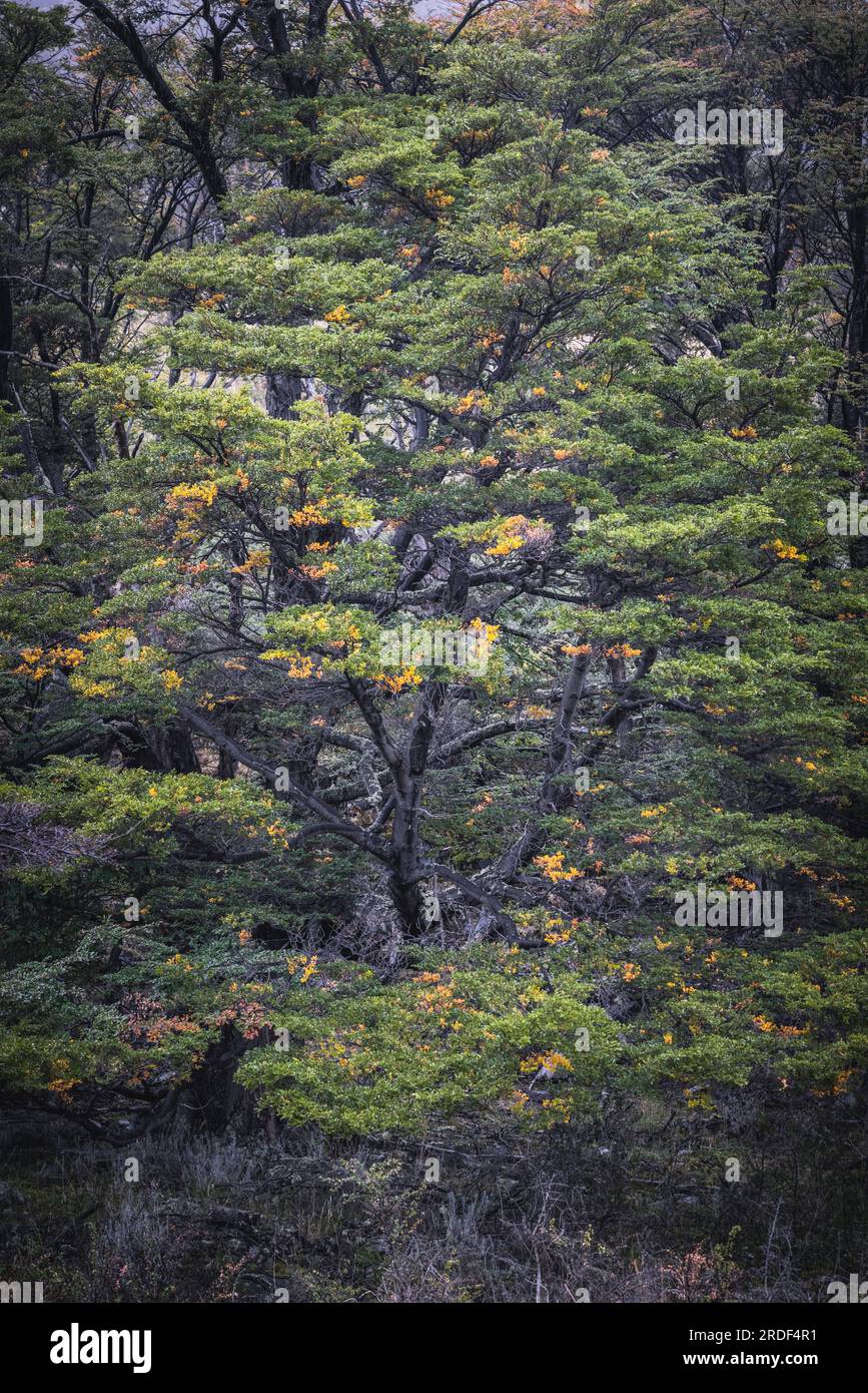 foresta autunnale nel parco nazionale di perito moreno Foto Stock