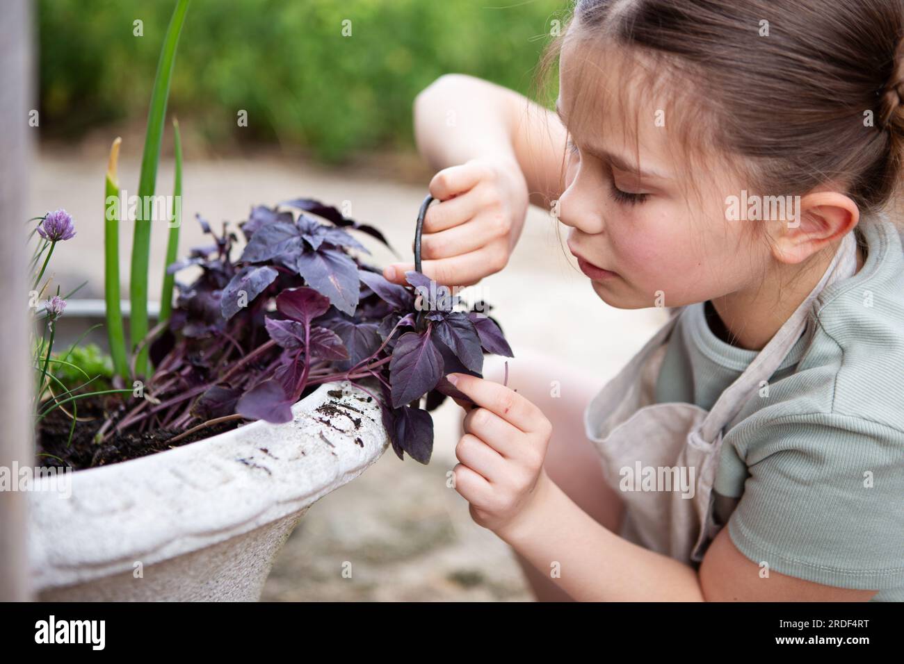 Ragazza con basilico in giardino Foto Stock