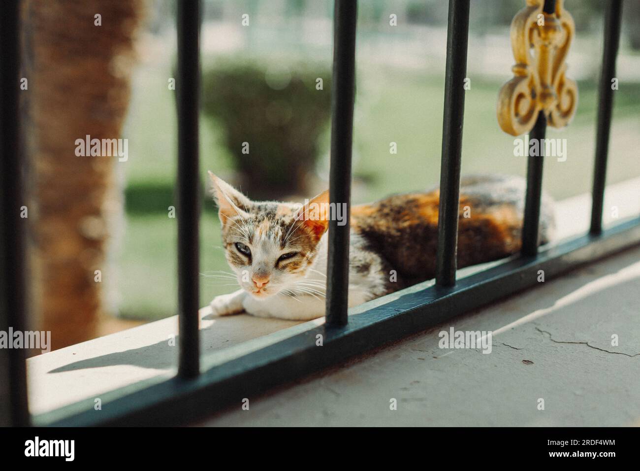 Un gatto randagio giace al sole su una ringhiera di cemento. Foto Stock