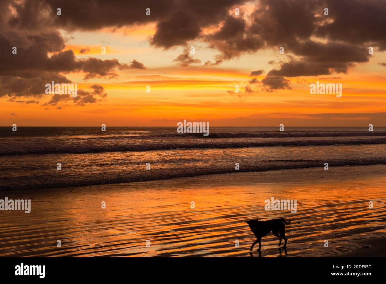 Un cane solitario che si gode il tramonto a Kuta Beach, Bali, Indonesia Foto Stock