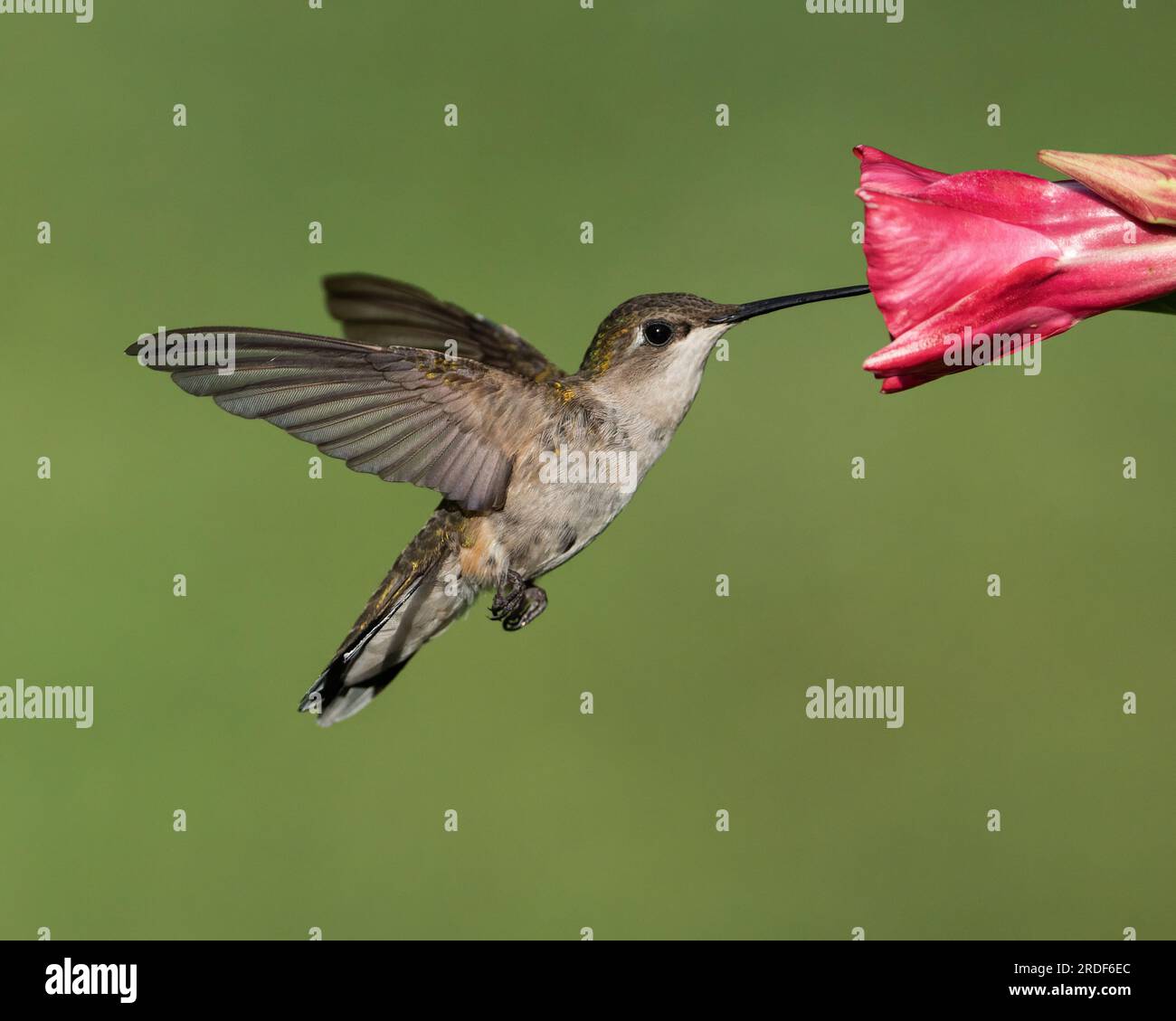 Un Nectar di raccolta colibrì dalla gola rubina (femmina) Foto Stock