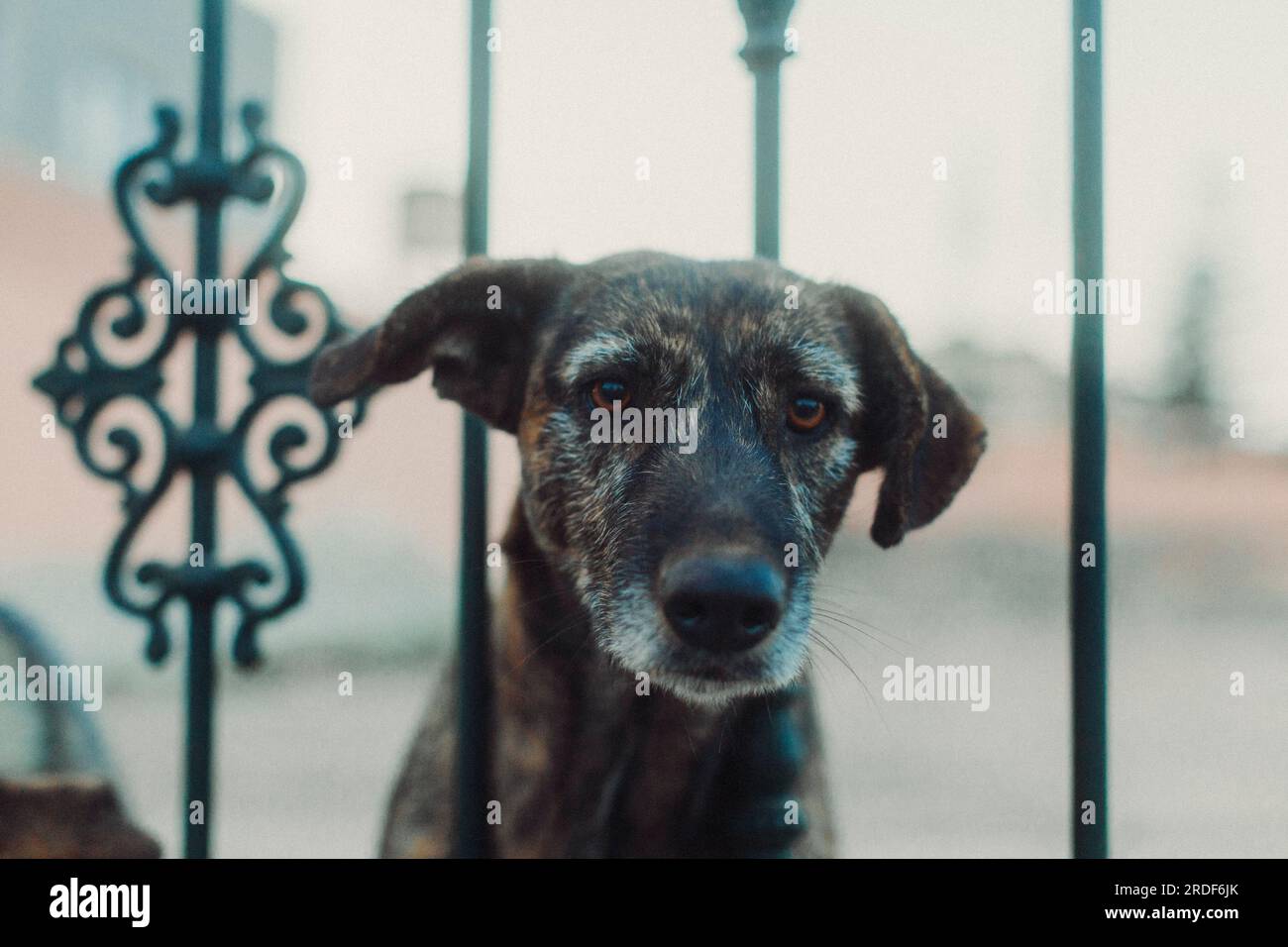 Il cane randagio fissa l'obiettivo della fotocamera attraverso una recinzione. Foto Stock