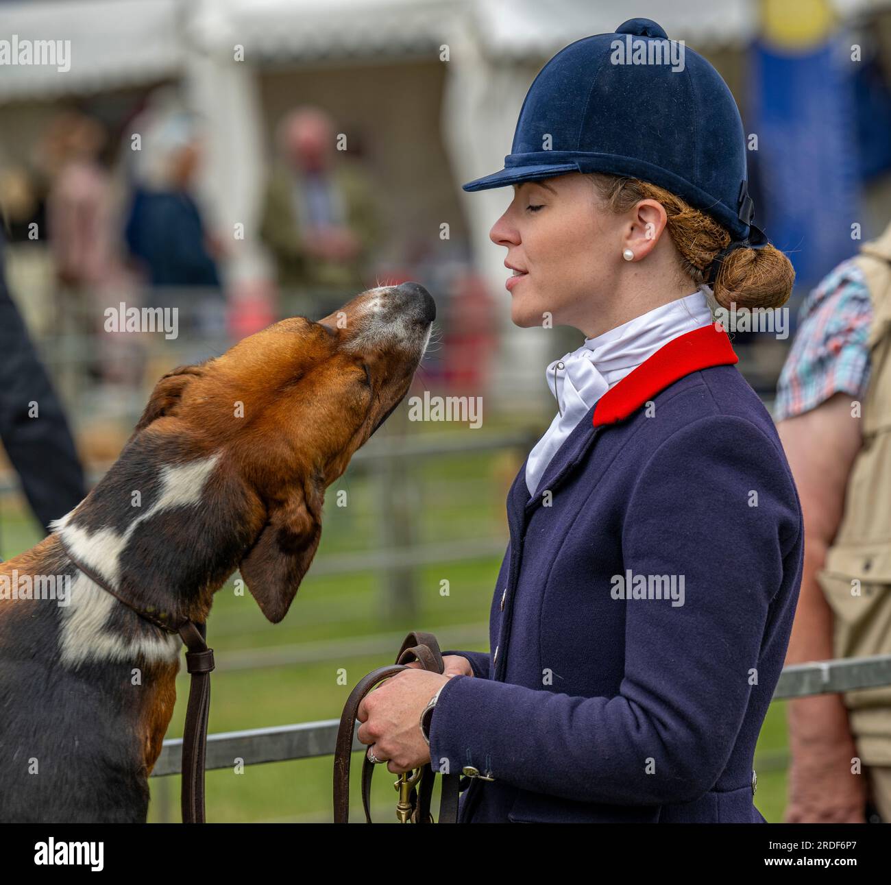 The Showground, Peterborough, Regno Unito – oltre ai Fox Hounds, il Festival of Hunting celebra Beagles, Harriers e Basset Hounds, rendendolo uno dei più grandi spettacoli di canili profumati al mondo Foto Stock