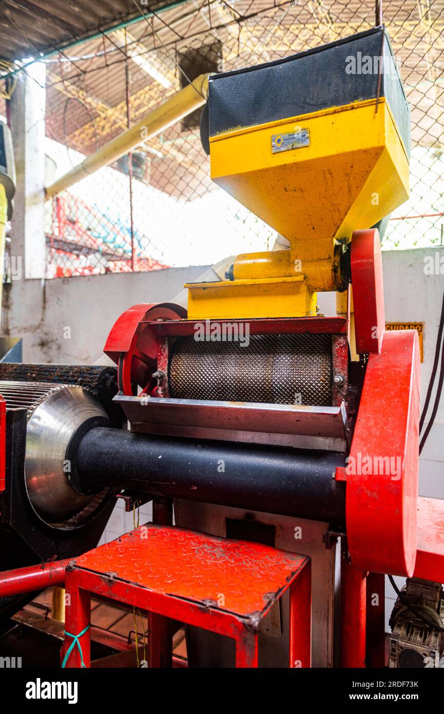 Produzione di caffè, azienda produttrice di caffè Hacienda Venecia, zona Cafetera, Colombia Foto Stock