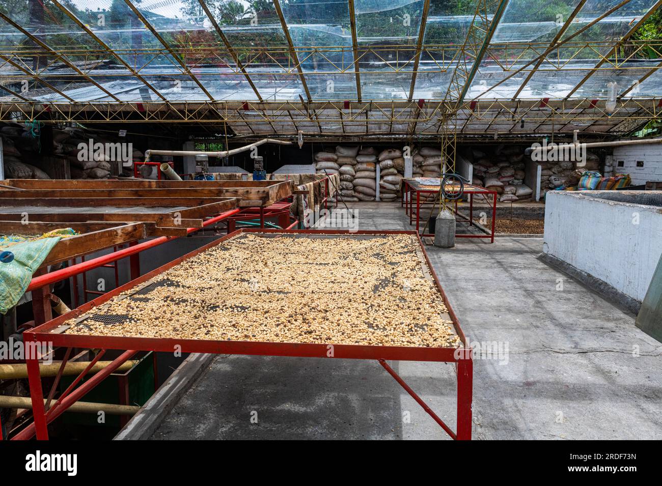 Produzione di caffè, azienda produttrice di caffè Hacienda Venecia, zona Cafetera, Colombia Foto Stock