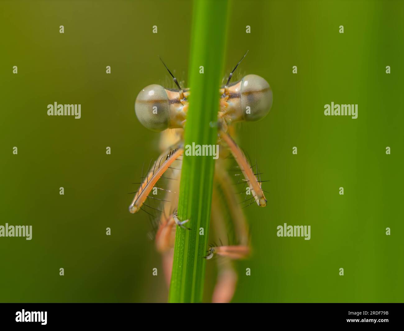 Dragonfly su una foglia, foto molto grande. Foto Stock