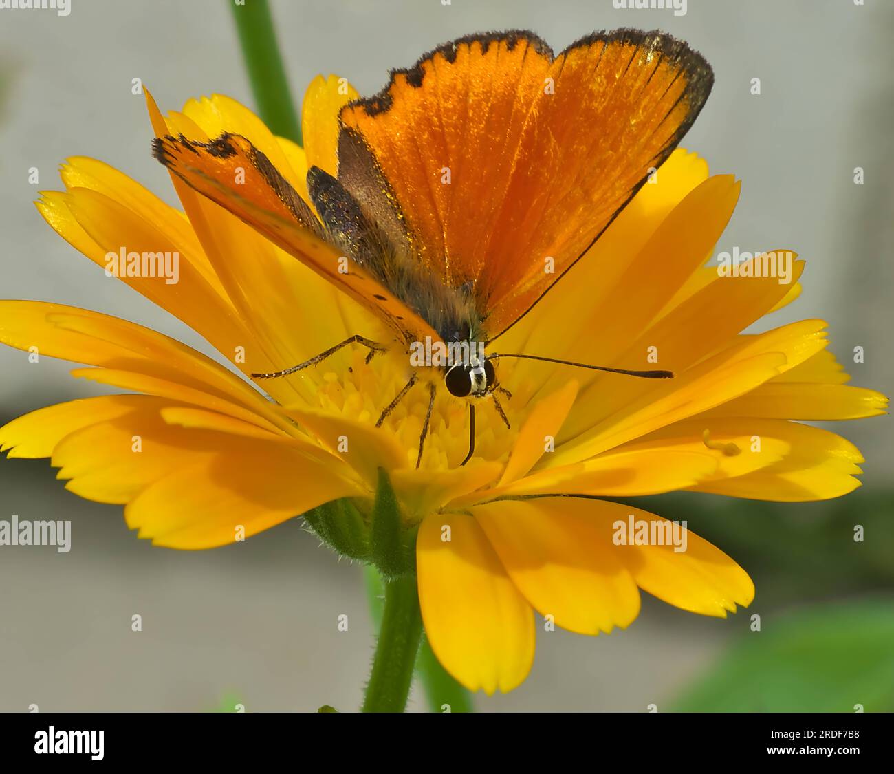 Rame scarso, farfalla su fiore giallo. Foto Stock