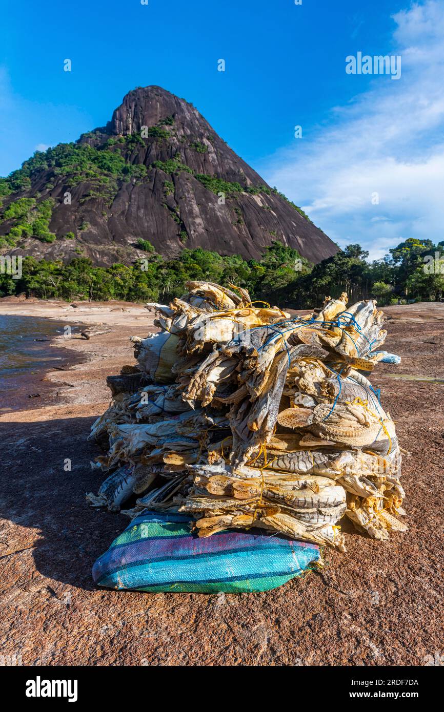 Pesci secchi davanti alle enormi colline di granito, Cerros de Mavecure, Colombia orientale Foto Stock