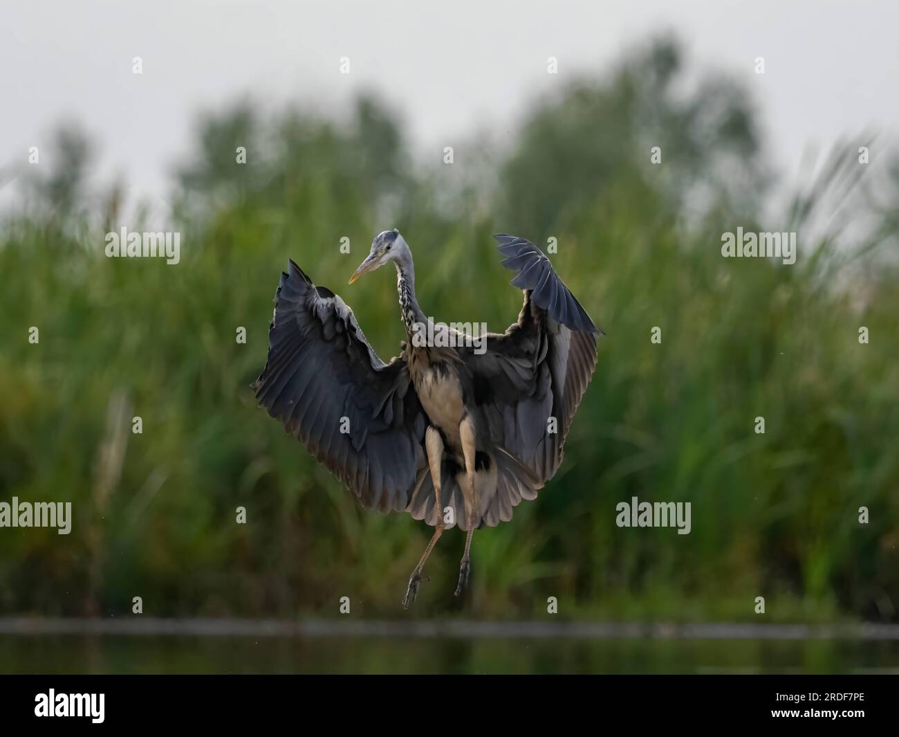 L'airone grigio prende il volo su uno sfondo di piante verdi. Foto Stock