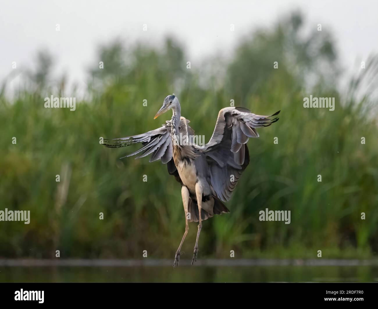 L'airone grigio prende il volo su uno sfondo di piante verdi. Foto Stock