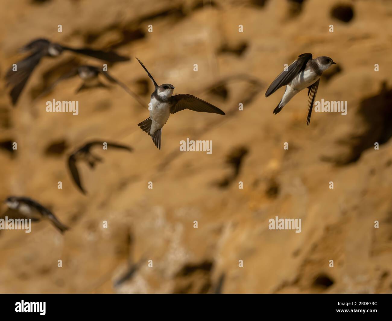 Sabbia martin in volo vicino ai nidi a terra. Foto Stock