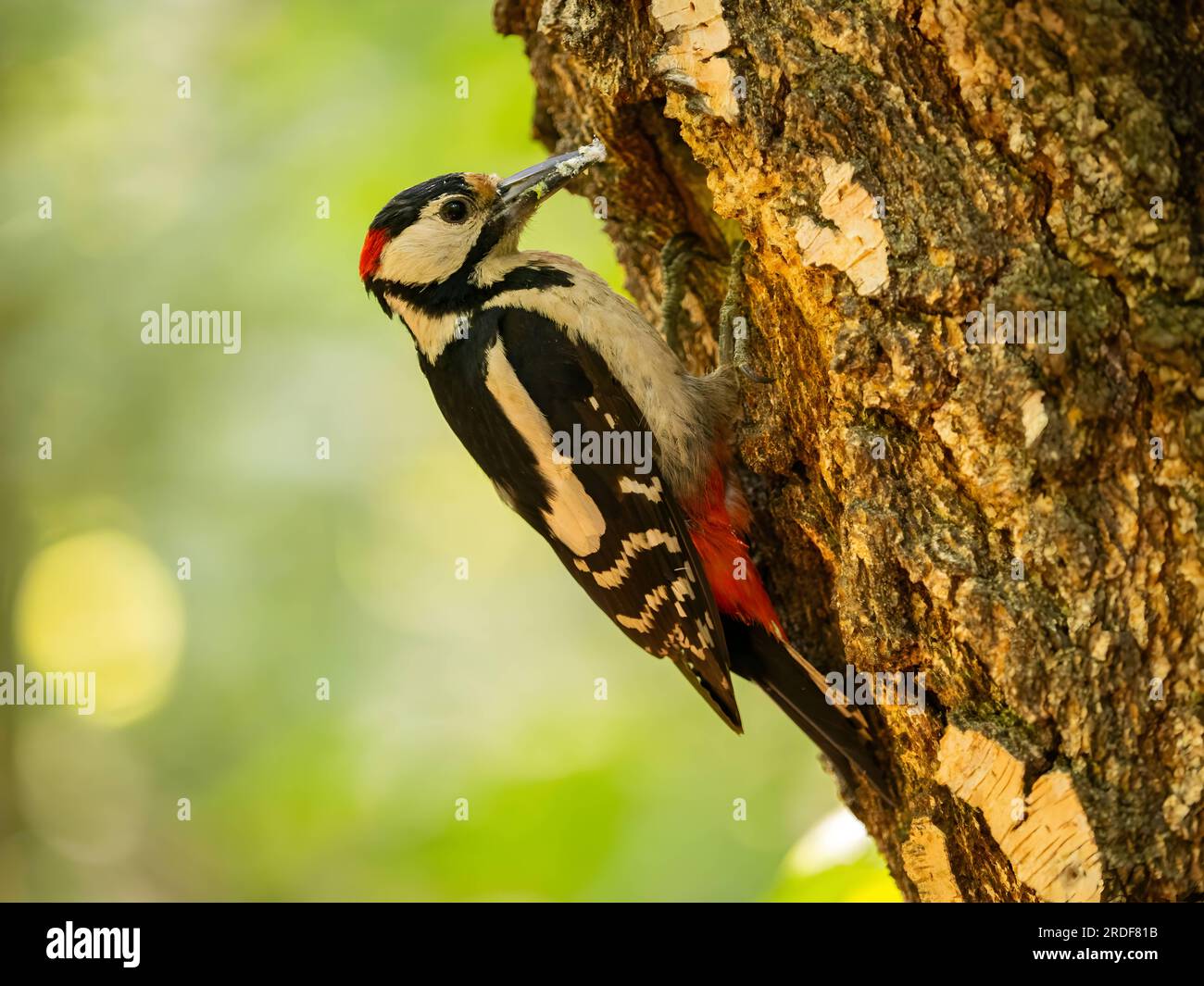 Ottimo picchio maculato su una betulla in un paesaggio verde. Foto Stock