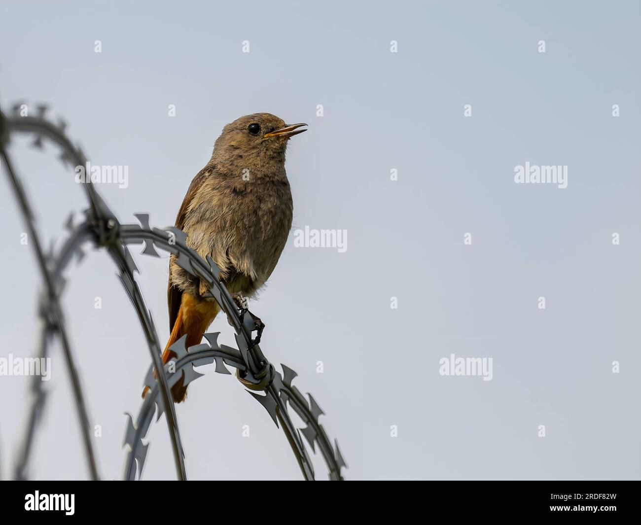 Rosso rosso nero seduto sul filo del rasoio contro il cielo. Foto Stock