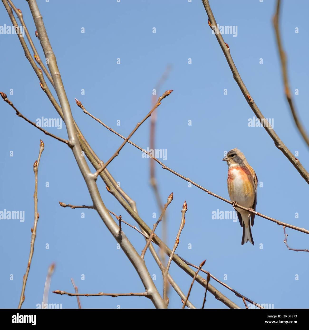 linnet comune su un ramo d'albero. Foto Stock