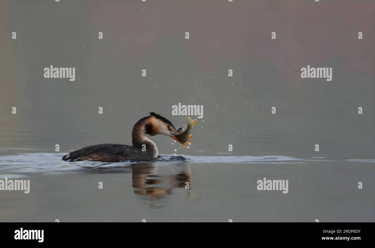 Ottimo grasso crestato con un pesce nel becco. Foto Stock