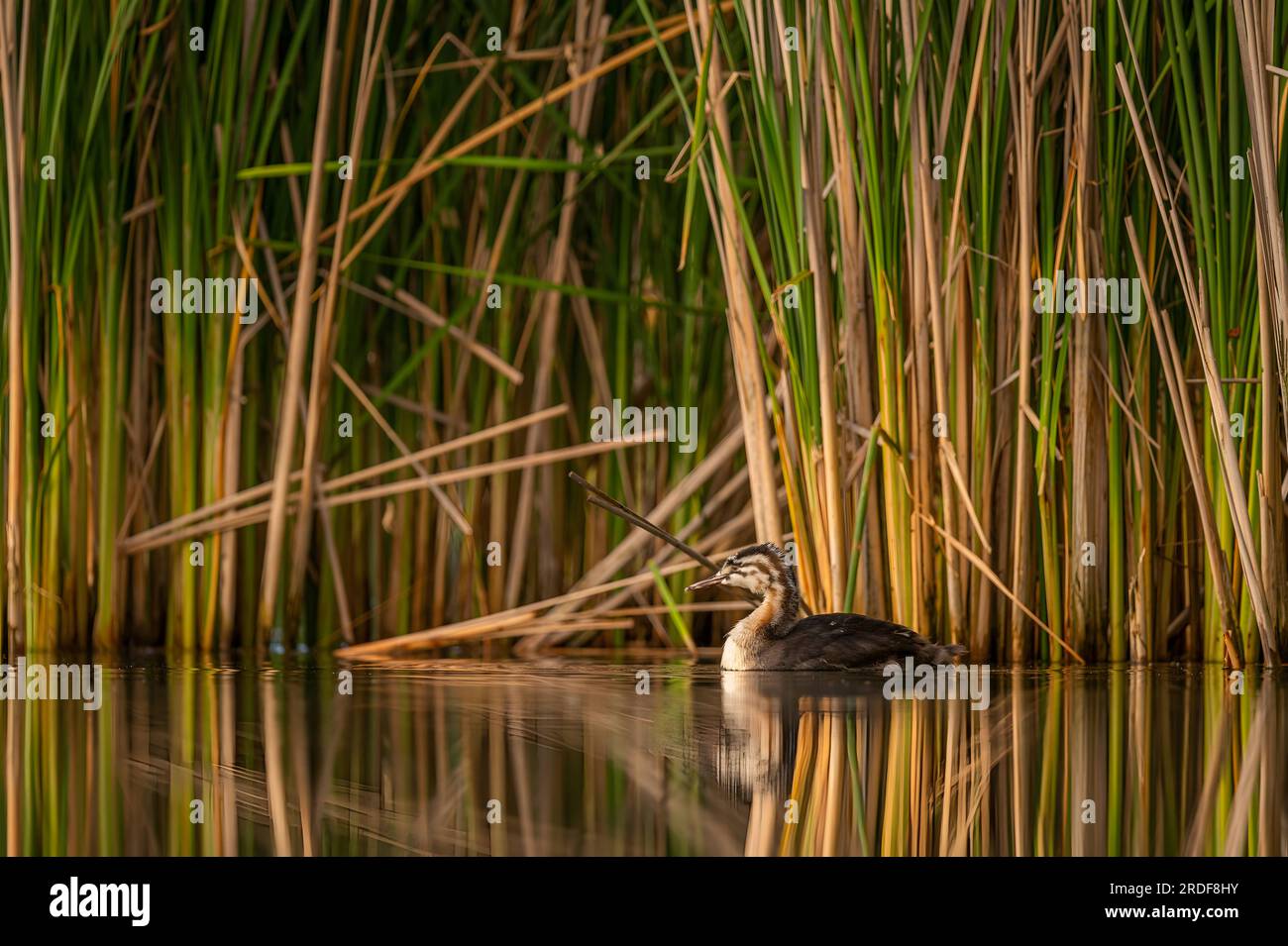 Great Crested Grebe graziosamente sull'acqua, sullo sfondo di alberi. Foto Stock