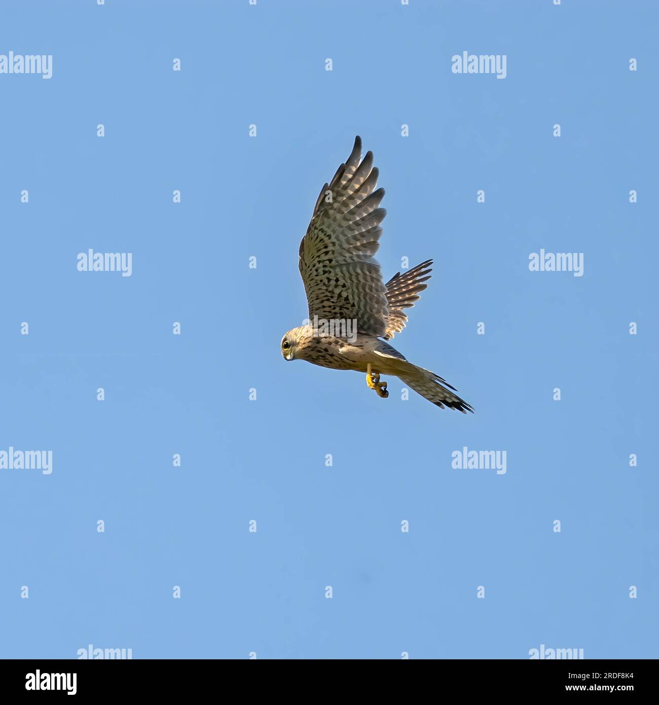 Gheppio comune in volo contro il cielo. Foto Stock Gheppio comune in volo contro il cielo. Foto Stock