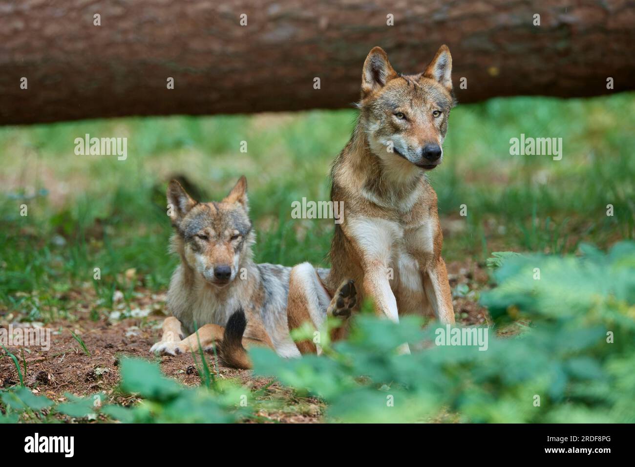 Lupo grigio europeo (Canis lupus), due animali nella foresta, Germania Foto Stock