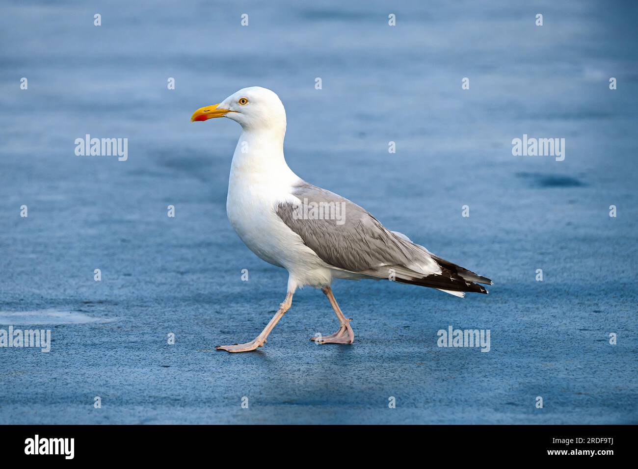 Un gabbiano europeo dell'aringa (Larus argentatus) sul ponte di una nave. Foto Stock