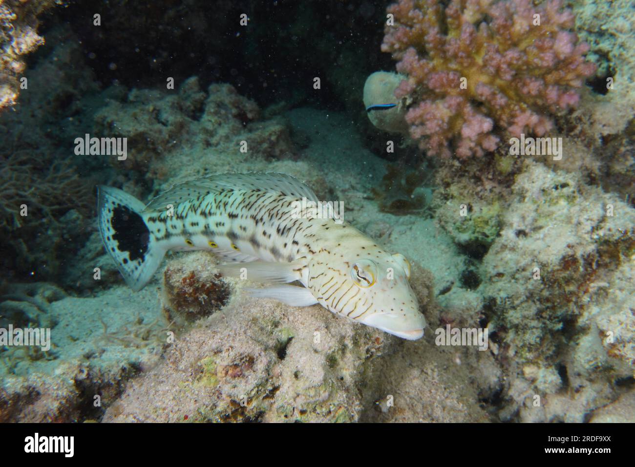 Sandperch puntinato (Paraquercis hexophthalma), sito di immersione della barriera corallina, Mangrove Bay, El Quesir, Mar Rosso, Egitto Foto Stock